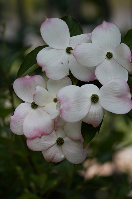 Jardin des Impressionnistes-MAI14-005